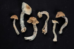Artistic display of dried magic mushrooms from Satori Farms on a black surface, evoking movement and linked to psilocybin Oregon, safe psilocybin treatment, and emotional exploration.