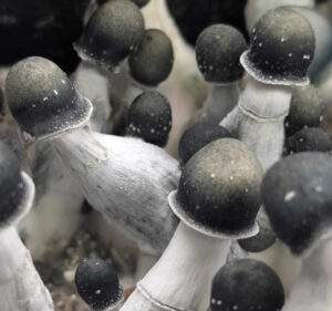 Black and white spotted psilocybin mushrooms of the Starry Night strain, representing psilocybin Oregon cultivation and natural sources of magic mushroom treatment.