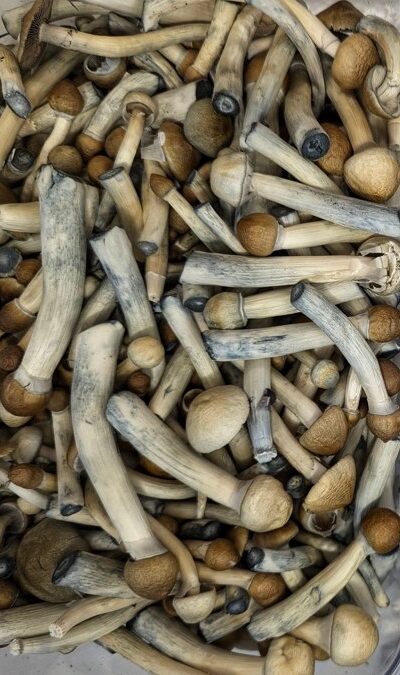 Freeze-dried mushrooms, legal in Oregon