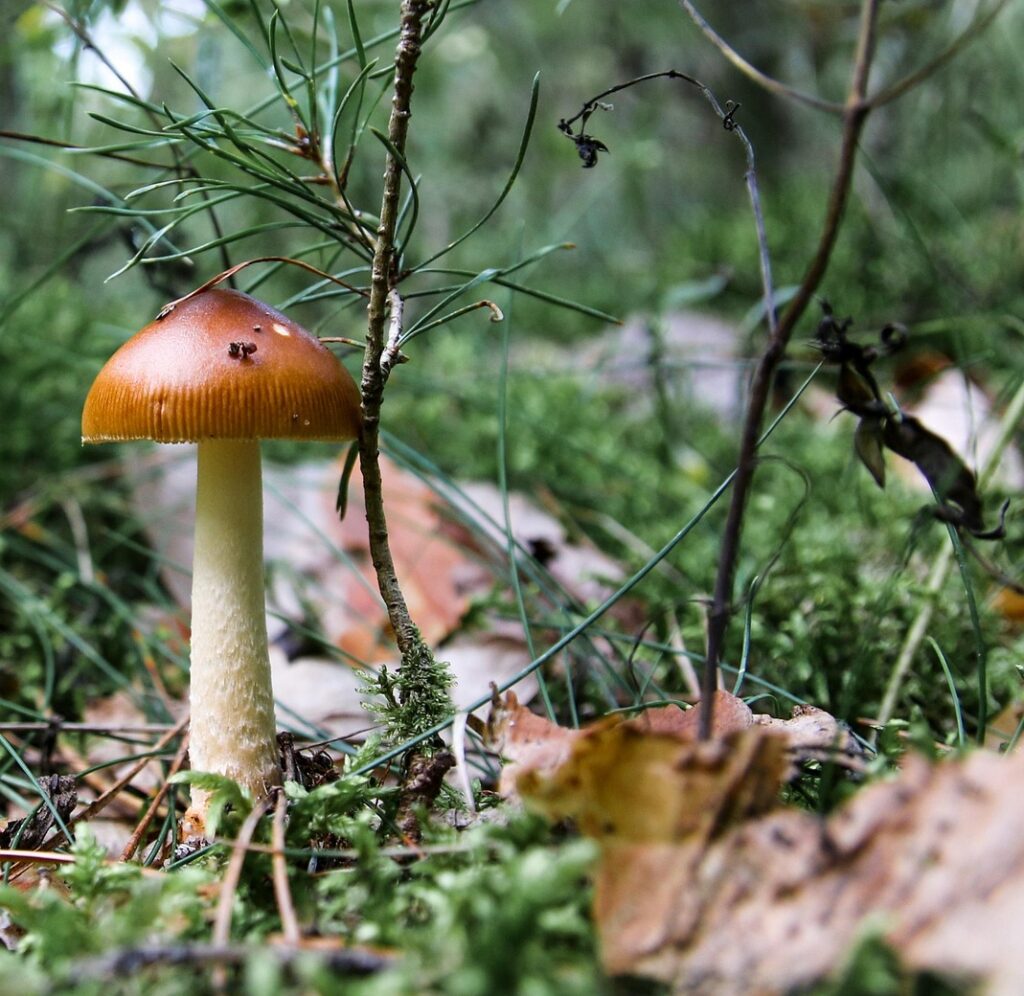 Legal psychedelics in Oregon may support emotional wellbeing for Parkinson’s patients