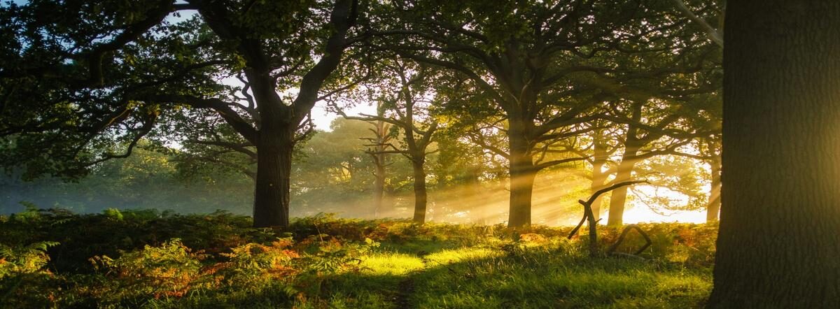 “Forest path with golden sunlight streaming through trees — symbolizing psilocybin therapy, end-of-life transitions, and inner peace. Photo by Simon Wilkes via Unsplash.”