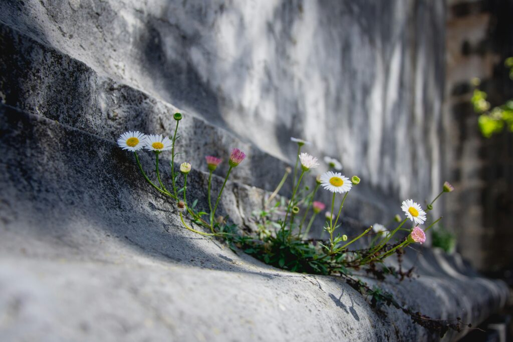 Flowers breaking through stone, symbolizing resilience and healing from Parkinson’s with legal psilocybin in Oregon