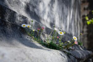 Flowers breaking through stone, symbolizing resilience and healing from Parkinson’s with legal psilocybin in Oregon.
