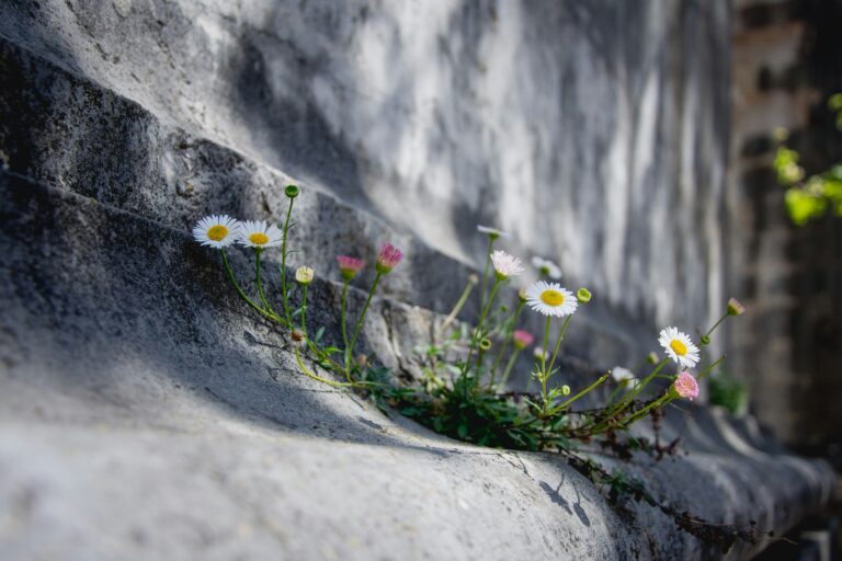 Flowers breaking through stone, symbolizing resilience and healing from Parkinson’s with legal psilocybin in Oregon