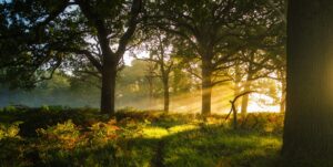 “Forest path with golden sunlight streaming through trees — symbolizing psilocybin therapy, end-of-life transitions, and inner peace. Photo by Simon Wilkes via Unsplash.”