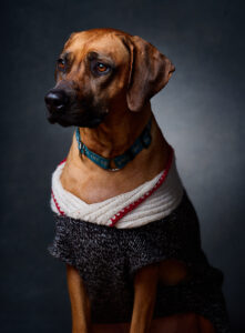 Talulah, Rhodesian Ridgeback, companion animal at Vital Reset